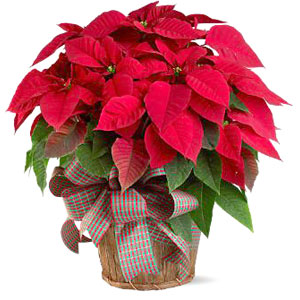 Ziemassvētku zvaigzne