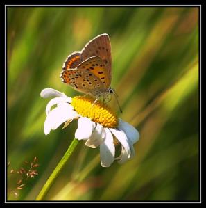 Pīpene un tauriņš