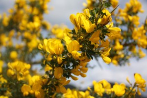 Ziedošā Sardīnija