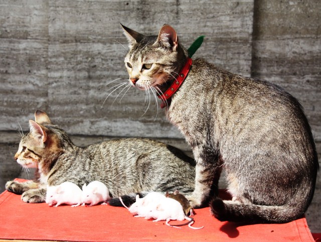 Kaķu un peļu ģimenīte