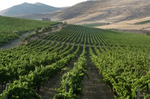 Vīna lauki Sardīnijā