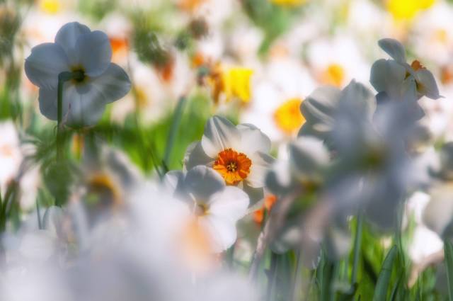 12909442_10206643194098416_4060087988404932807_o